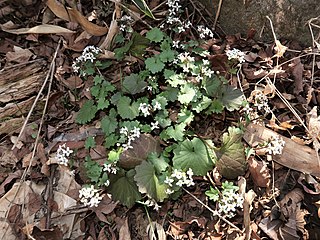 <i>Eutrema</i> Genus of flowering plants in the family Brassicaceae