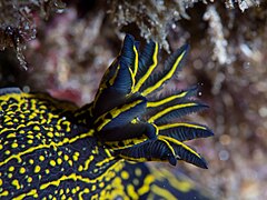 Gill, Lanzarote