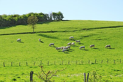 Vaches au pâturage sur une pente du Mont-Rond.