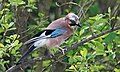 Garrulus glandarius albipectus porūšis