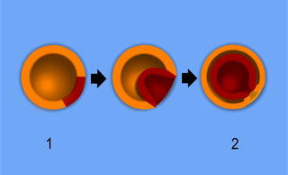 Embryology branch of biology studying prenatal biology