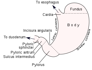 <span class="mw-page-title-main">Stomach</span> Digestive organ