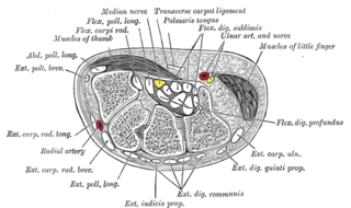 <span class="mw-page-title-main">Extensor digitorum muscle</span> Muscle of the posterior forearm