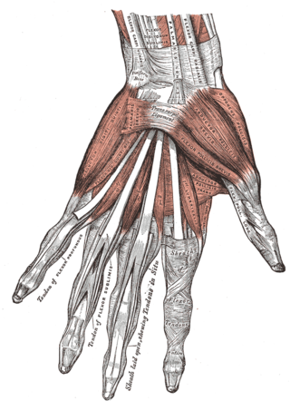 <span class="mw-page-title-main">Muscles of the thumb</span>