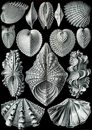 <span class="mw-page-title-main">Bivalvia</span> Class of molluscs