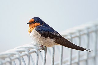 <span class="mw-page-title-main">Welcome swallow</span> Species of bird