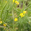 Hypecoum procumbens-IMG 4182.jpg