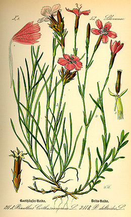 Šilinis gvazdikas (Dianthus deltoides)