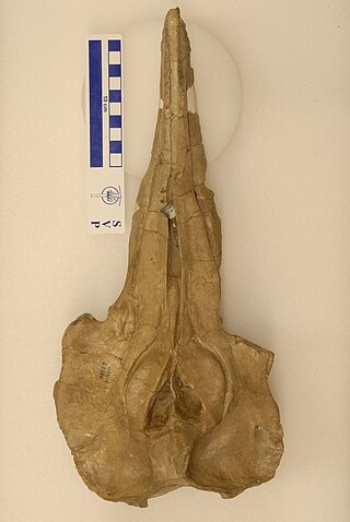 <i>Lophocetus</i> Extinct genus of dolphins