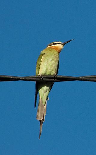 <span class="mw-page-title-main">Olive bee-eater</span> Species of bird