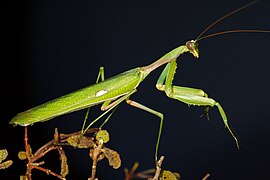 January 11: Sphodromantis viridis.