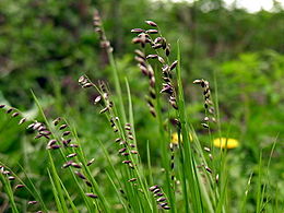 Nusvirusioji stripenė (Melica nutans)