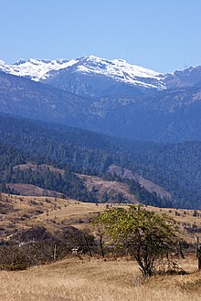 Menchukha Pine Forests