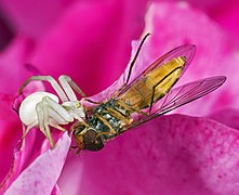 Capturé par une araignée Misumena vatia.