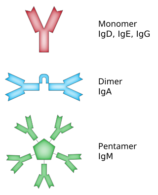 <span class="mw-page-title-main">Isotype (immunology)</span>