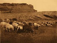 Navajo Flocks, c. 1904[3]