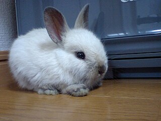 <span class="mw-page-title-main">Dwarf rabbit</span> Breed of rabbit