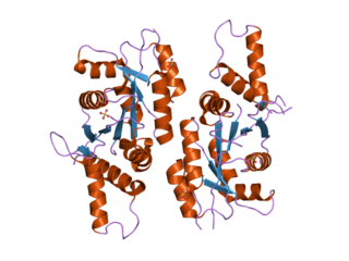 <span class="mw-page-title-main">CTP synthase 1</span> Protein-coding gene in the species Homo sapiens