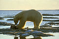 Polar bear Ursus maritimus isbjørn