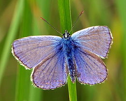 Dirvinis melsvys (Polyommatus icarus)