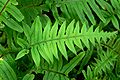 Polypodium formosanum cv. 'Cristatum'