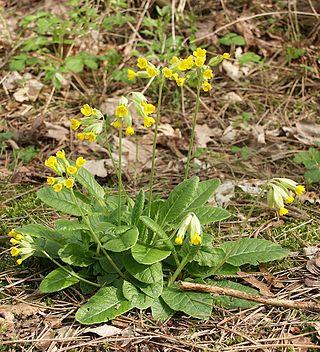 <i>Primula veris</i> Species of flowering plant