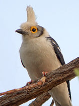 In Senegal