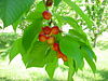 Rainier Cherries.JPG