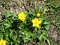 Ranunculus montanus