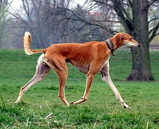 <span class="mw-page-title-main">Saluki</span> Dog breed