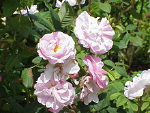 'General Kleber' Rosa sp.120.jpg