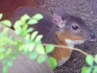 Royal antelope Species of mammal