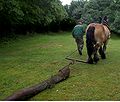 Een paard tekt een boomstam via een evenaar.