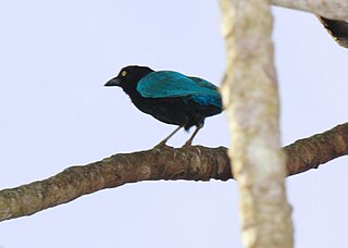 San Blas jay Species of bird