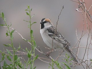 <span class="mw-page-title-main">Saxaul sparrow</span> Species of bird