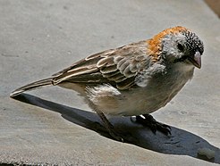 Speckle-fronted weaver