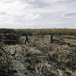 Suikerrietoogst in Suriname