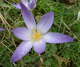 Κρόκος ο µακρανθής (Crocus longiflorus)