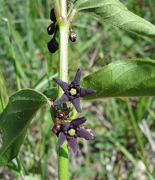 <i>Vincetoxicum</i> Genus of plants