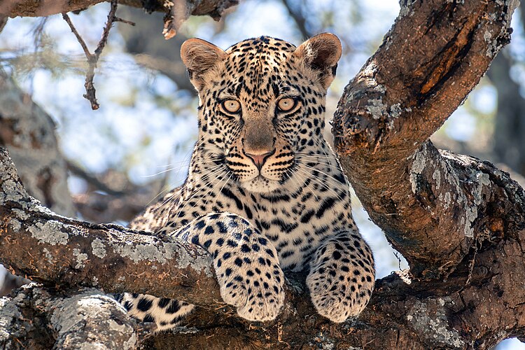 Молодой леопард (Panthera pardus), взобравшийся на дерево, в национальном парке Серенгети