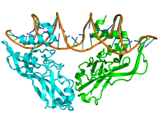 <span class="mw-page-title-main">T-box</span> Genes that affect limb and heart development