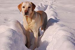 Labradoras retrīvers