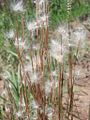 Andropogon leucostachyus