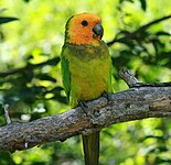 E. p. xanthogenia on the island of Bonaire, Netherlands Antilles