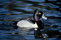 Ring-necked duck