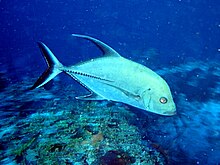 A black jack swimming over a reef Black jack diving.jpg