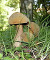 Boletus luridus