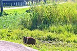 Thumbnail for File:Capivara na REDUC.jpg