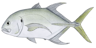 <span class="mw-page-title-main">Longfin crevalle jack</span> Species of fish