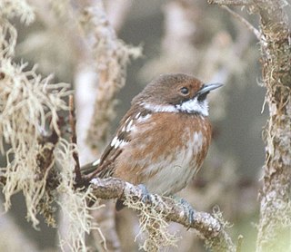 <span class="mw-page-title-main">Hawaiʻi ʻelepaio</span> Species of bird